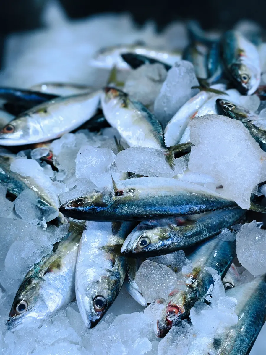 Fresh fish packed on flake ice at a market