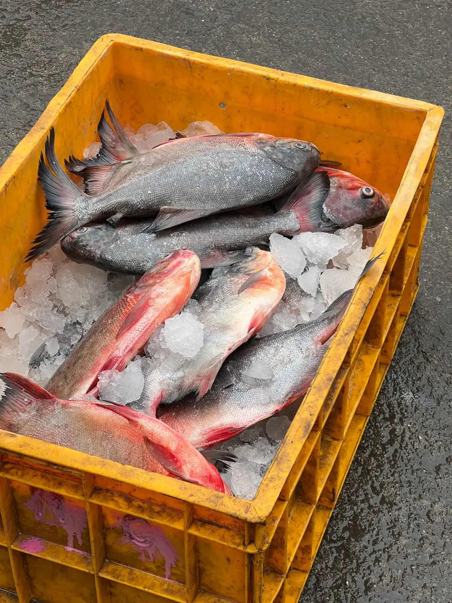 Seafood packed on ice at a market stall